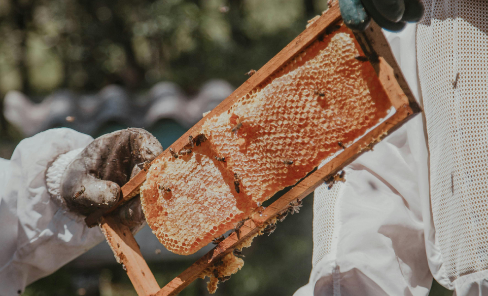 Mevsimsel Bal Hasadı ve Kalite Kontrol Süreçlerimiz